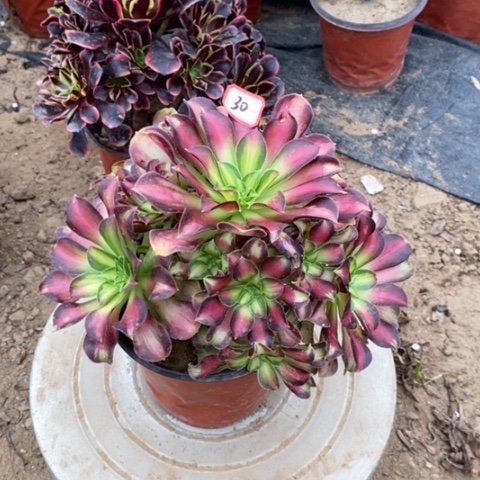 韶华捧花一物一拍