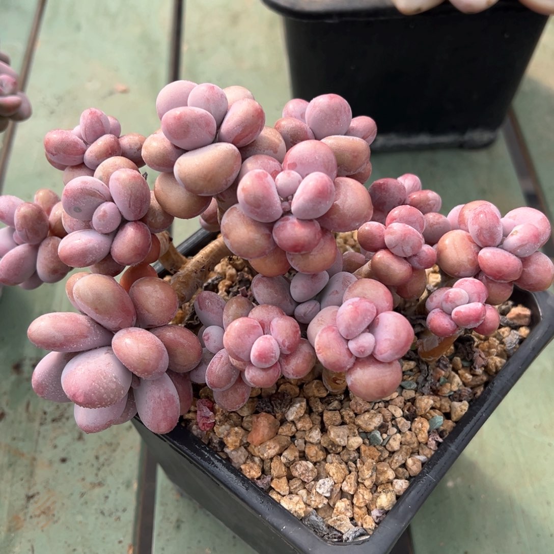 亚美奶多头老桩多肉