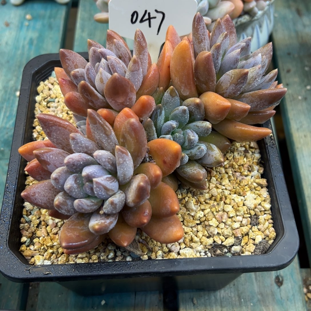 巴***人黑加仑047号一物一拍