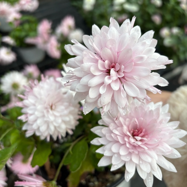 精品可爱桌面款粉色汉城小菊鲜花生花苞发货到手一盆带花苞