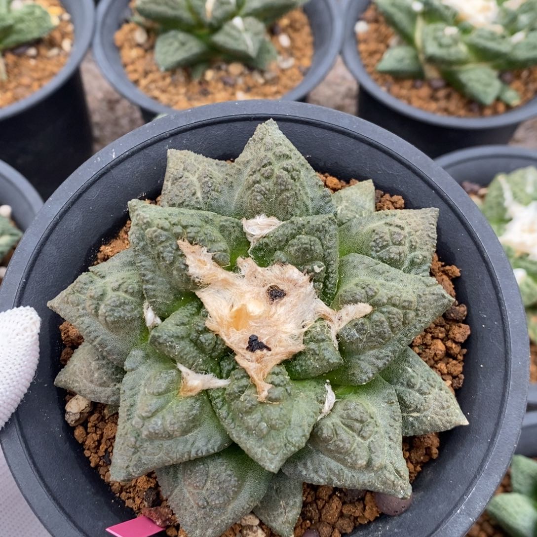 实生龟甲牡丹8左右