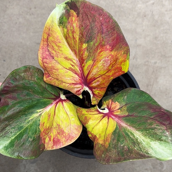 67-1213彩叶芋广东现货