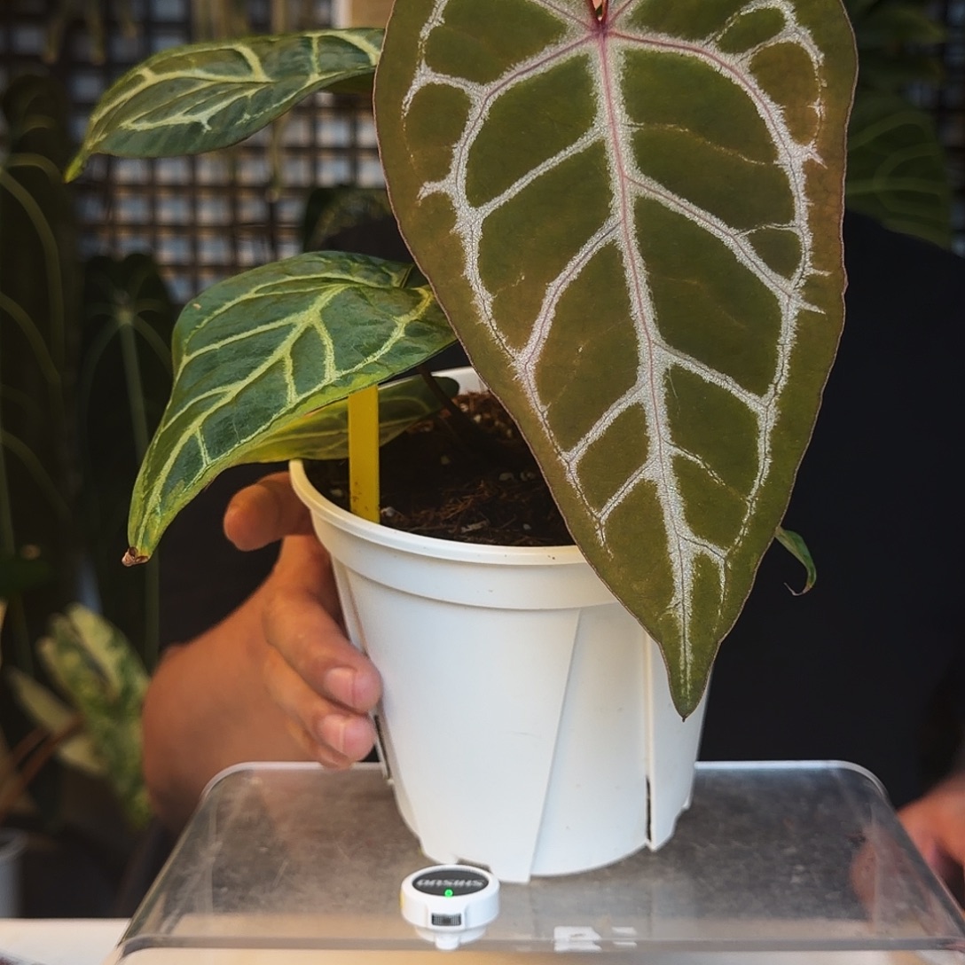 完全开放A199粉柠檬杂紫水晶F2