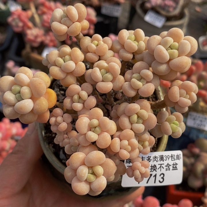 圆叶花朵鱼子酱9cm713多肉植物