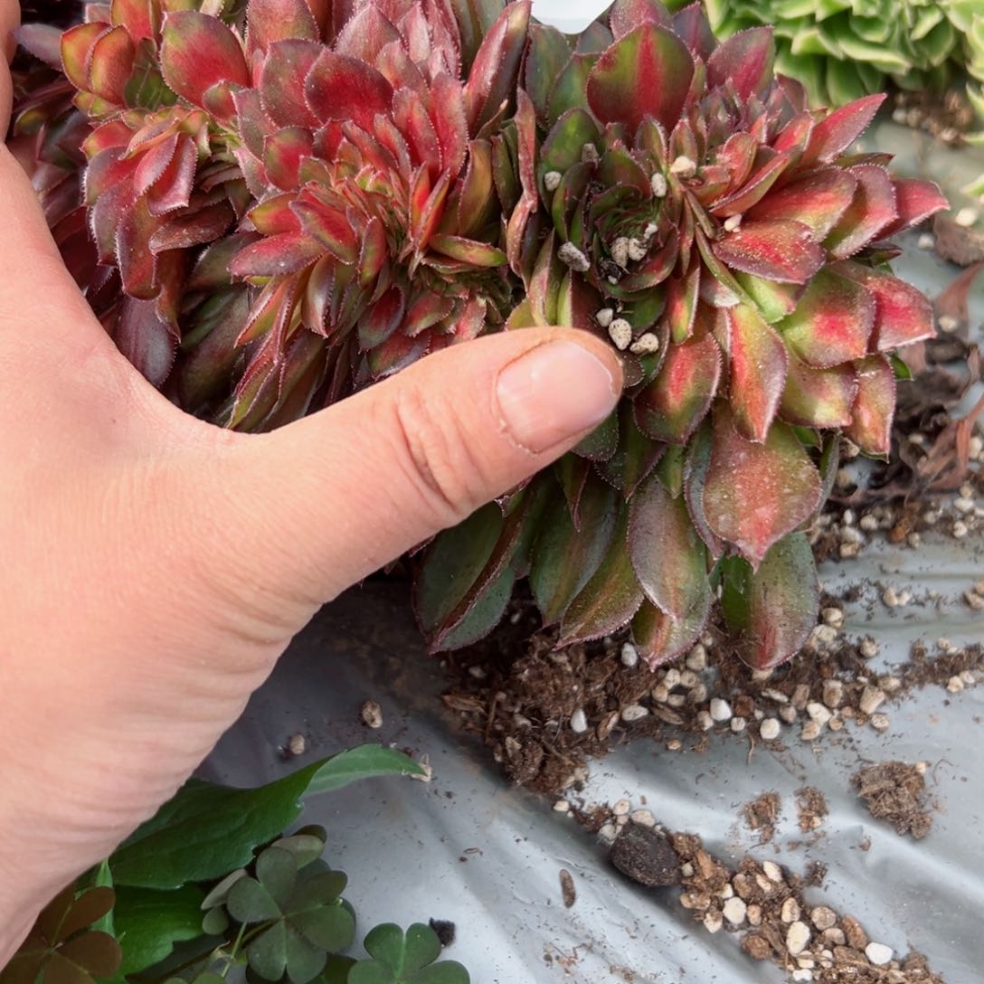 642 号多肉植物法师新年福利