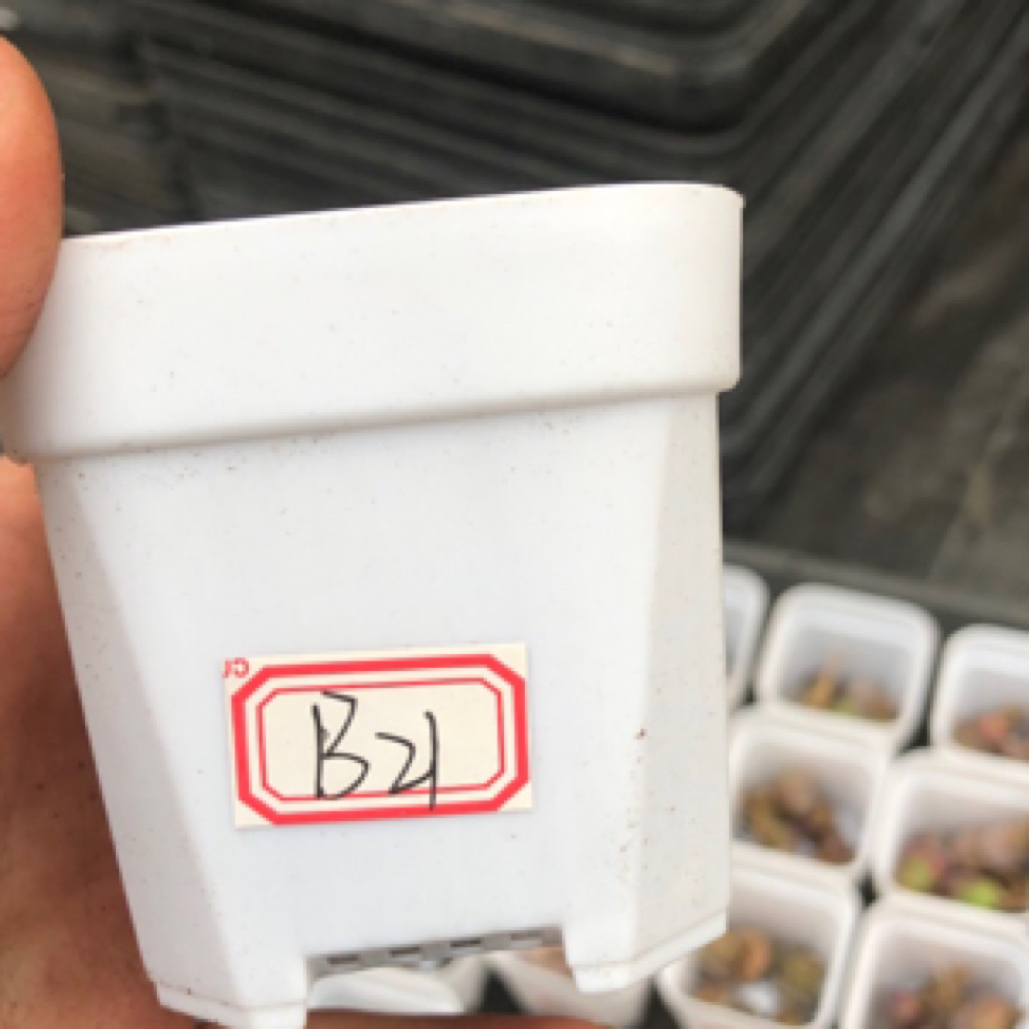 生石花肉锥系列 一物一拍 编号：B21