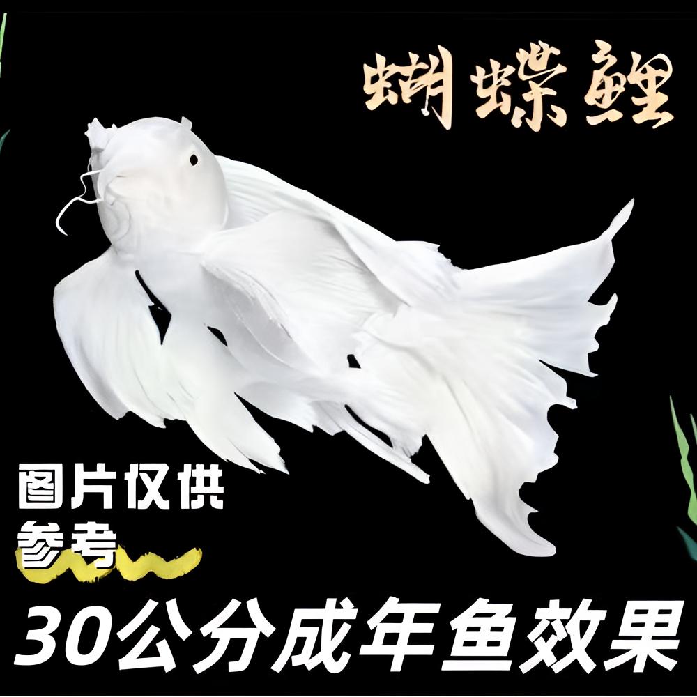 白贵妃普16-20精品发货纯种蝴蝶龙鲤观赏鱼冷水好养