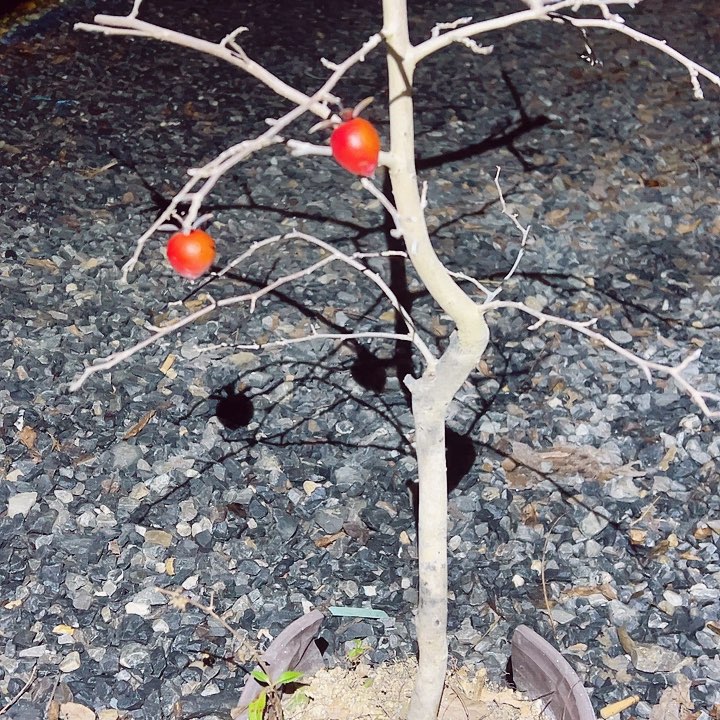 听***←无花朵哈哈哈哈哈哈