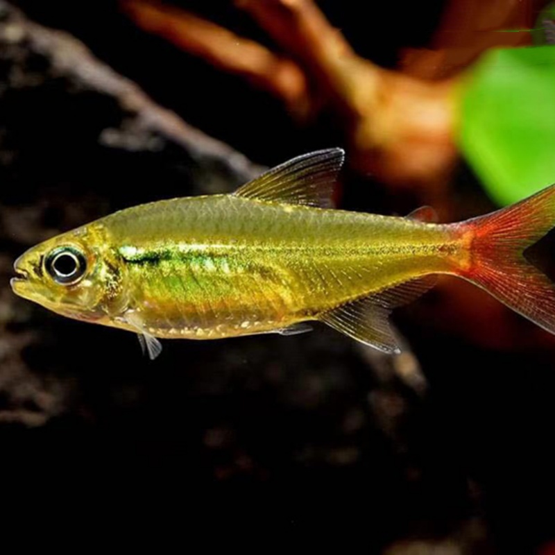 红尾科佩依小型鱼热带鱼活体草缸群游鱼