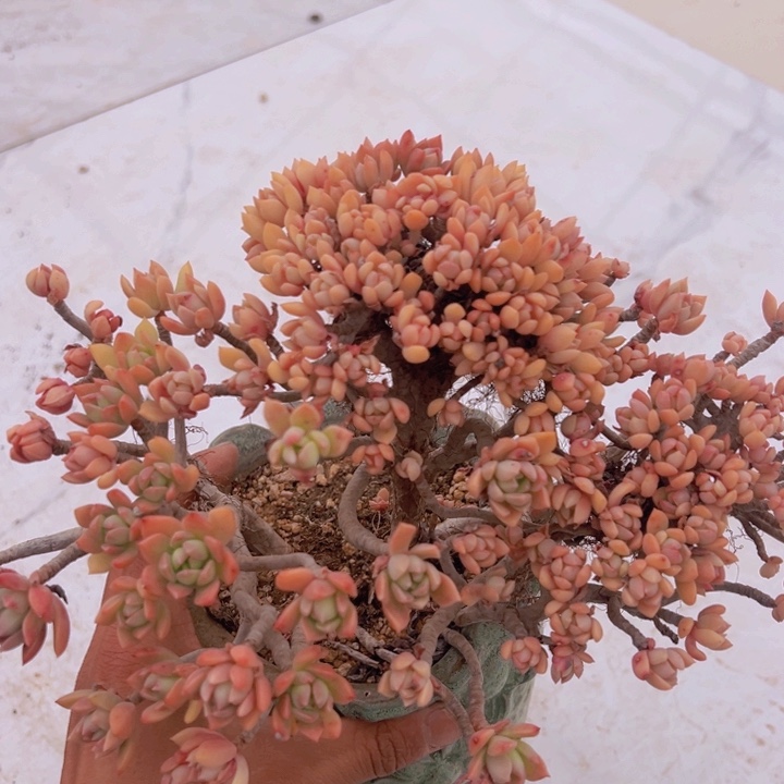 健健康康平平安安