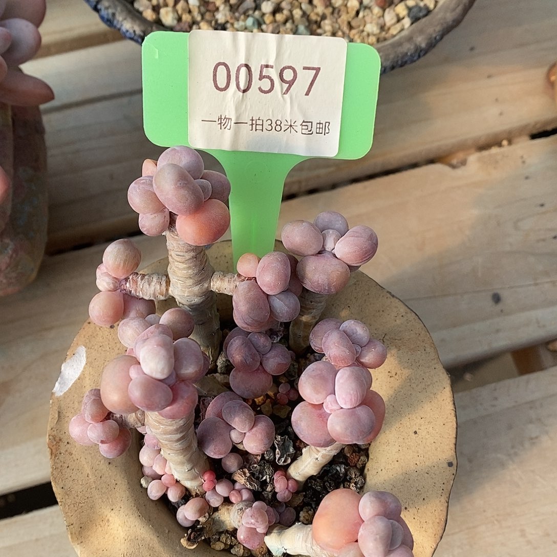 扬***油00597，就咯嘛low小雨