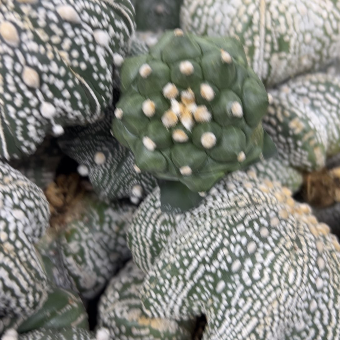 J***7c010号兜仙人球多肉