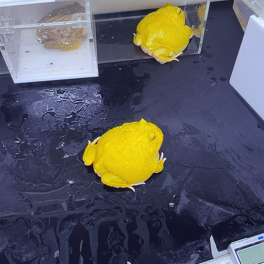 角蛙ℋ****无纹蛋黄九