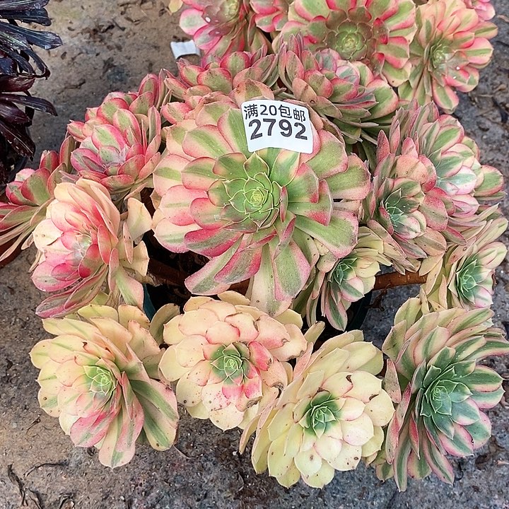 2792 一颗雨何法师