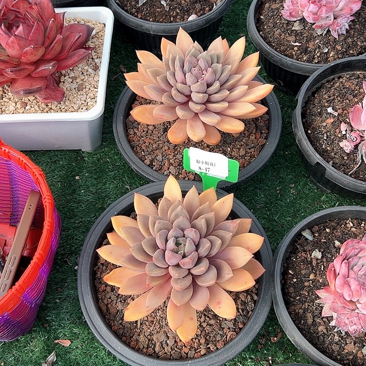 8.47红象牙一个脱土