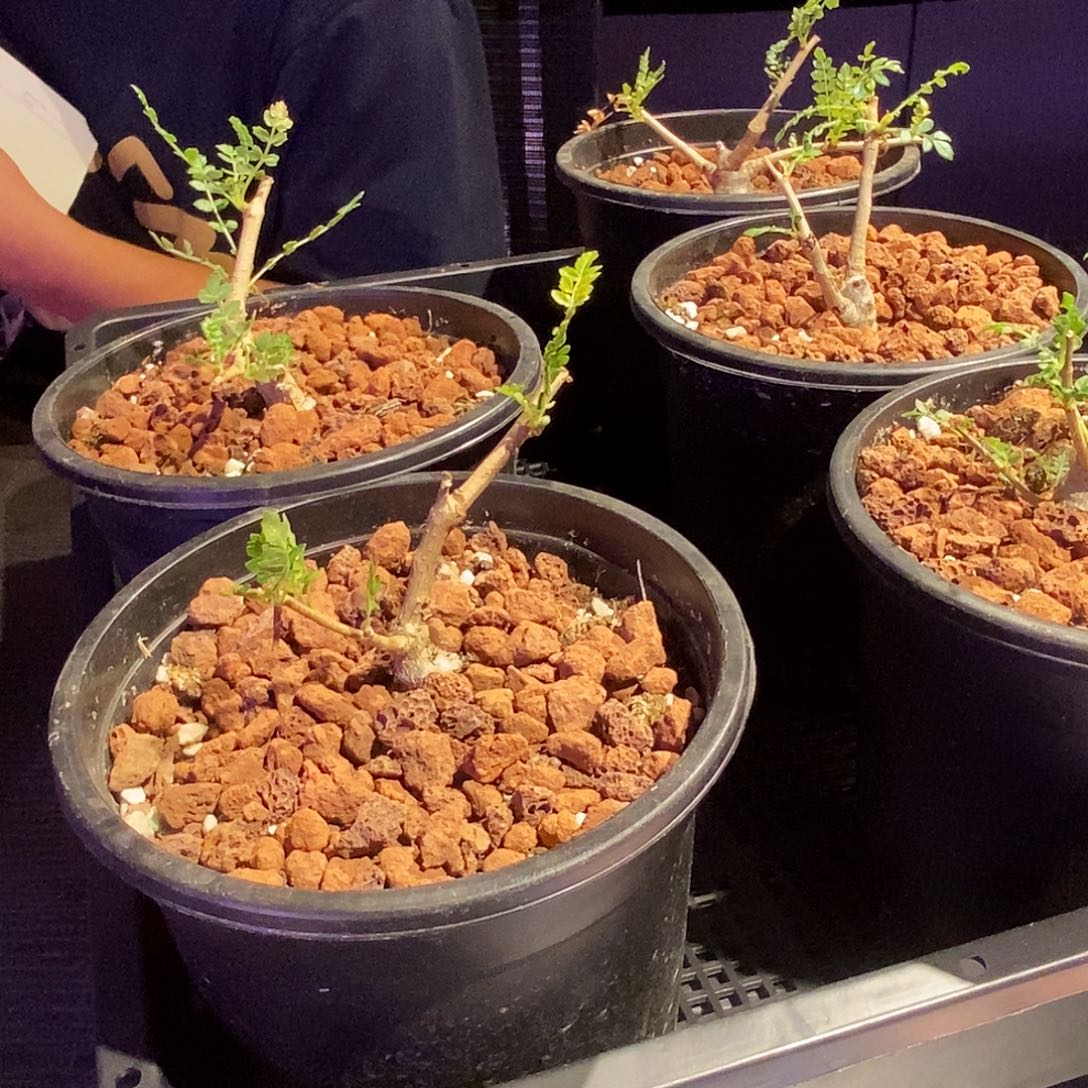 尼勒达乳香实生一个