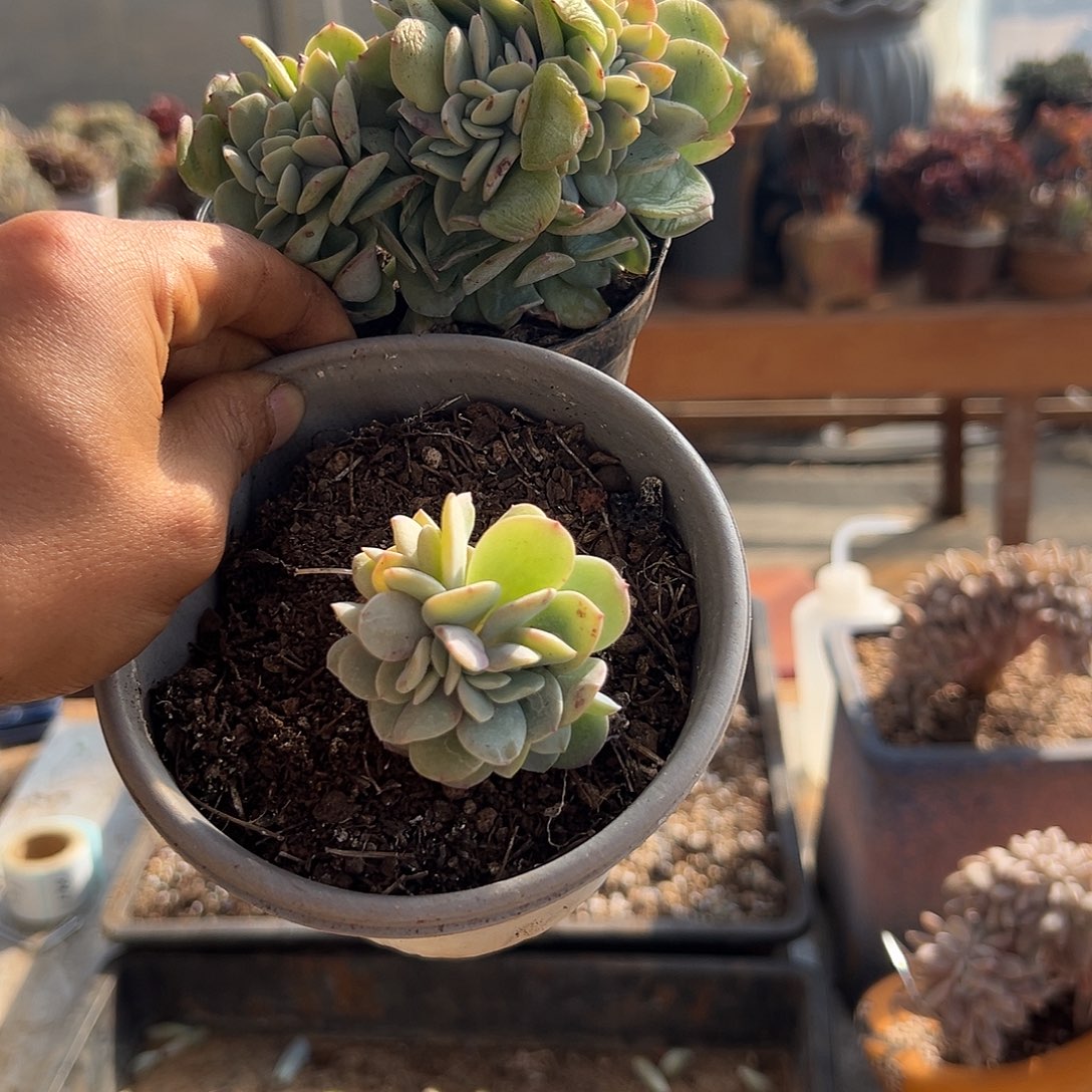 玛***卡多肉植物实物直播实物174