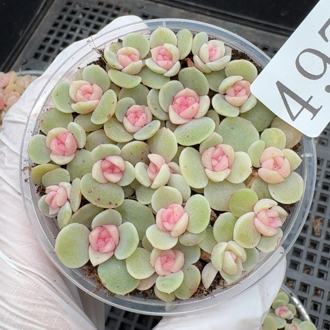 多肉植物多肉植物497