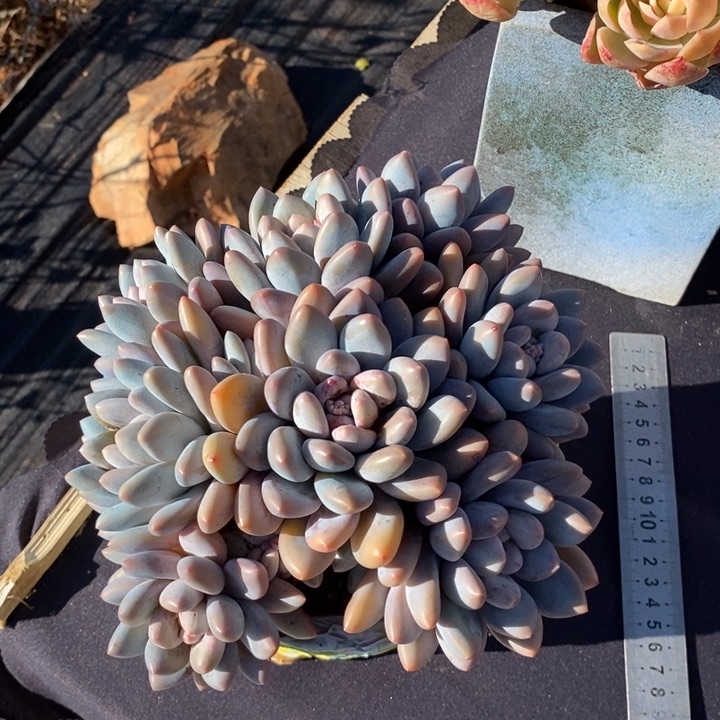 8头香水肉肉肉肉肉