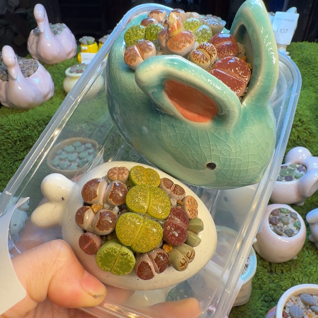 多肉植物福利冲1463