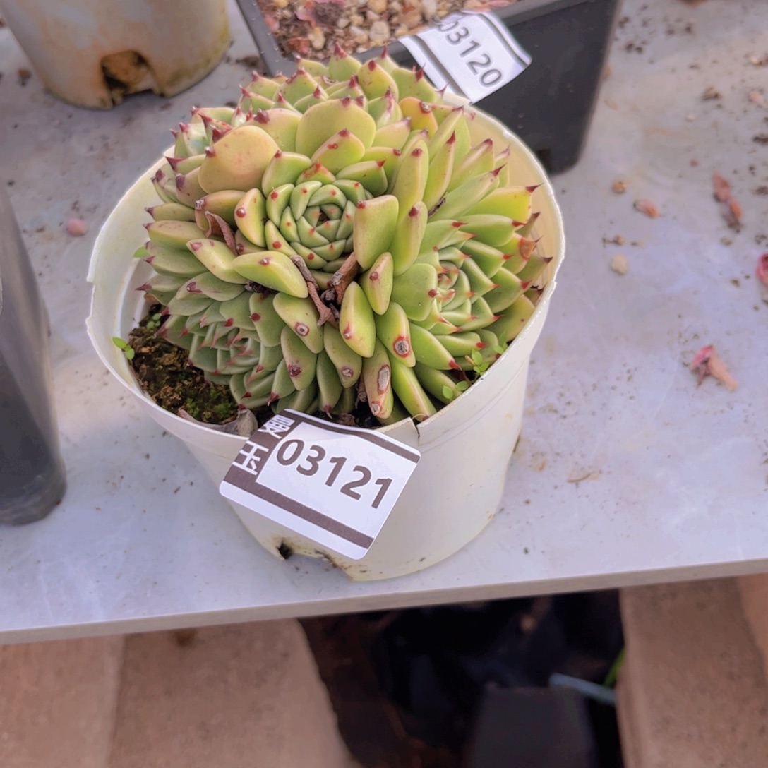 不知名多肉植物03121