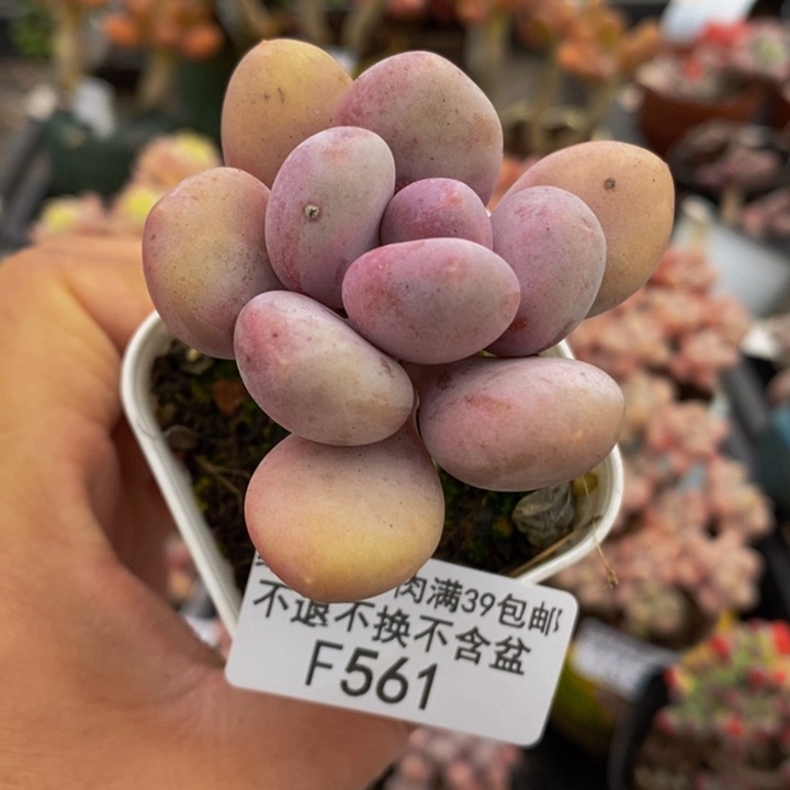 蛋黄奶老桩单头561多肉植物