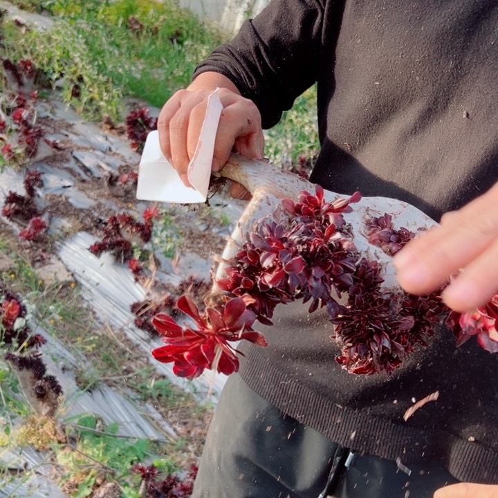 丽娜醉话90号多肉法师