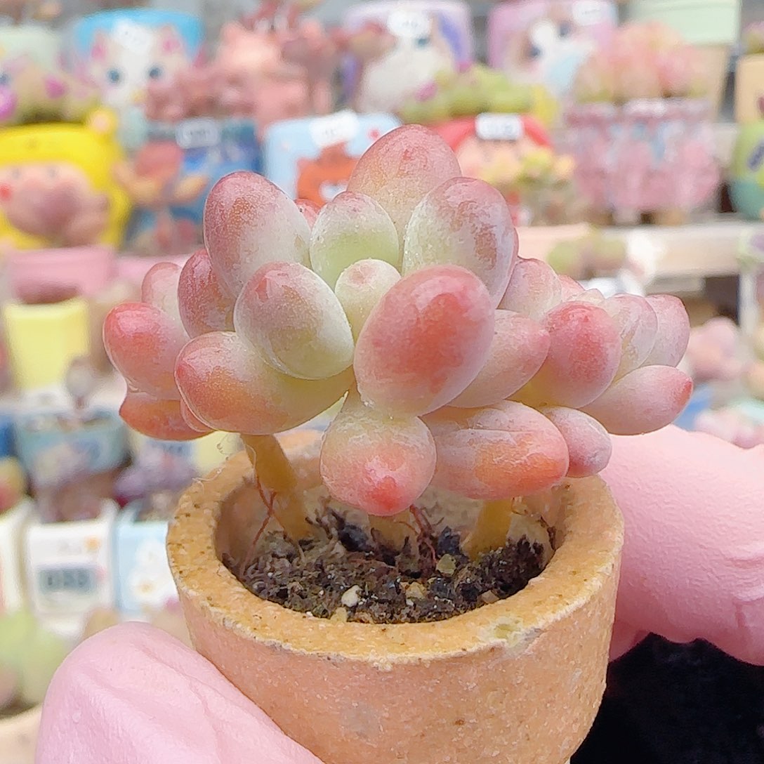 L 小樱花奶 盆口2.5cm