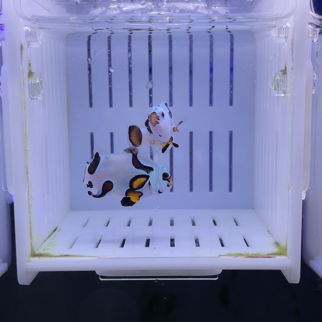 海水鱼毕卡猫一对