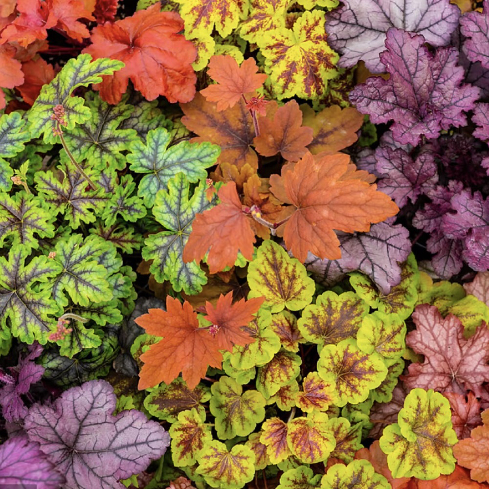 【多彩矾根】耐寒耐热观叶盆栽四季阳台庭院花园