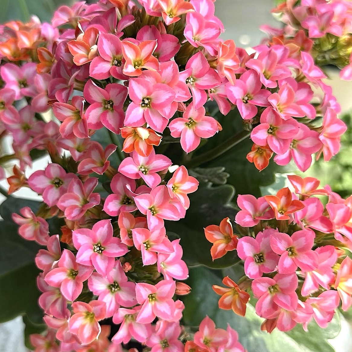 美丽心情   单瓣带花苞 昊景130口径盆