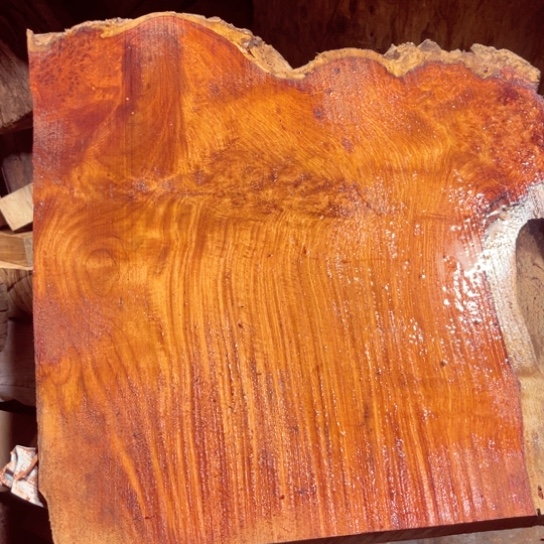 大果紫檀（缅甸花梨）