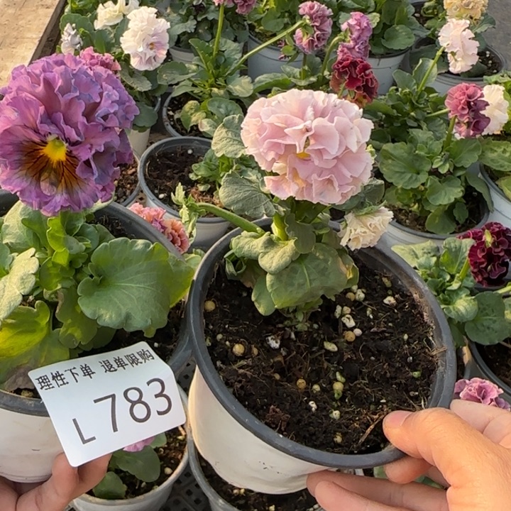 w***o无花朵L783两棵小苗低于零下5勿拍