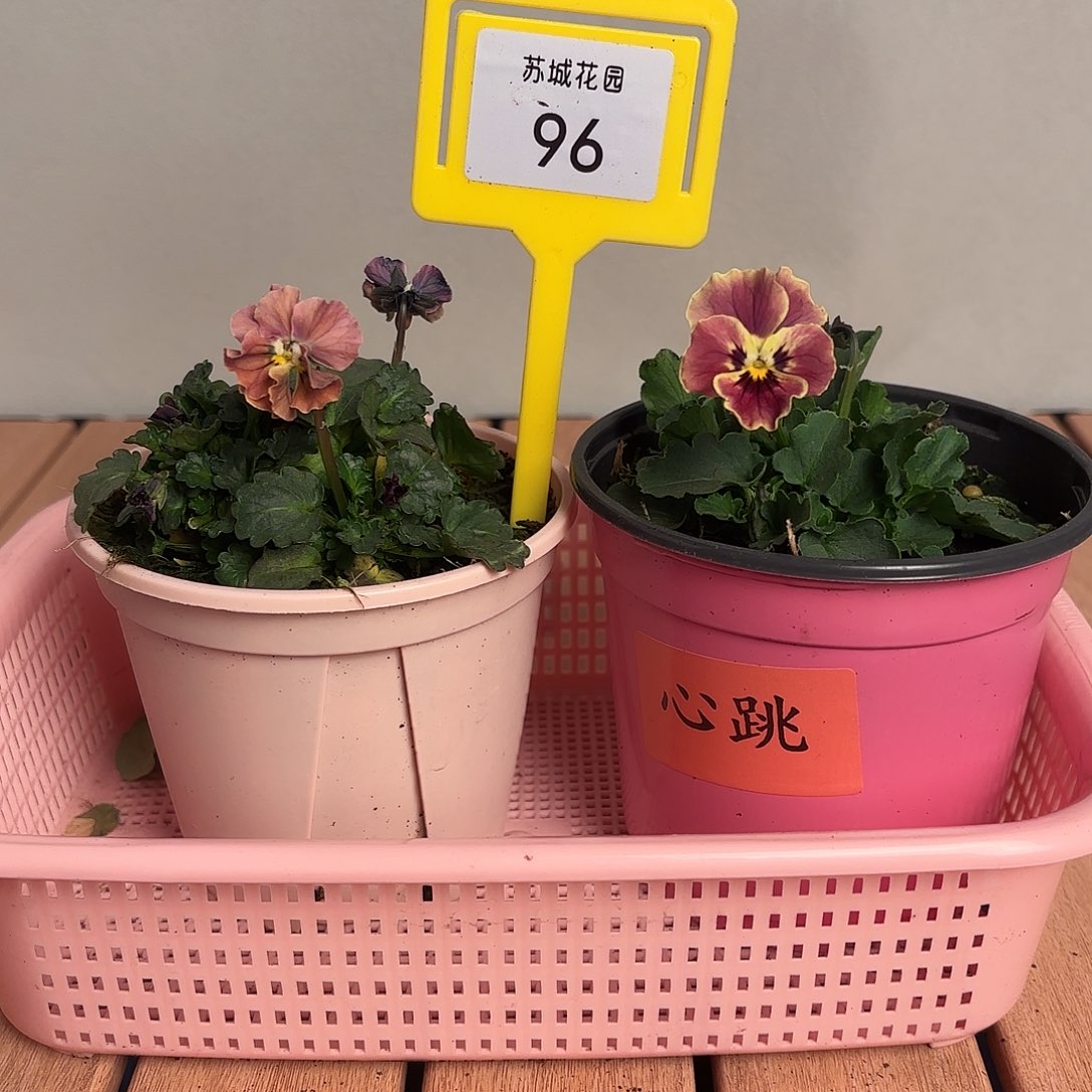 大部分开放少量花苞96