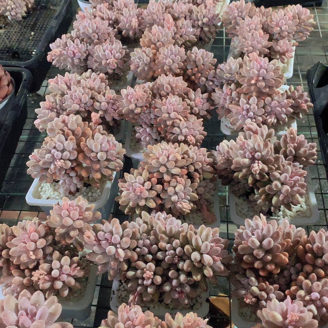 婴儿手指3566777889999