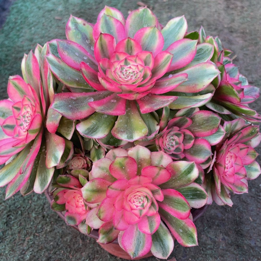 393倾城精品法师老桩