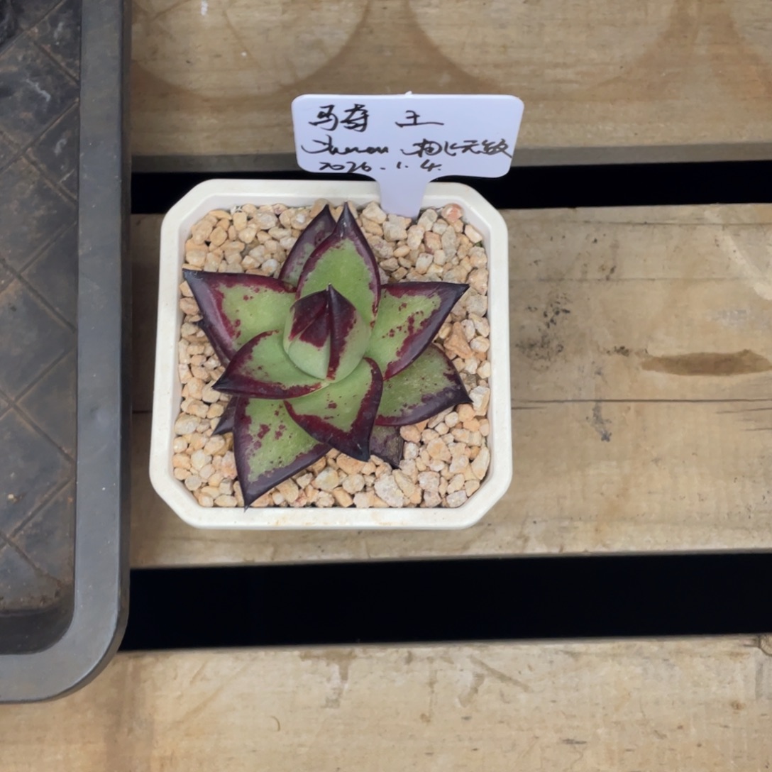 骑***士多肉植物，山人园艺