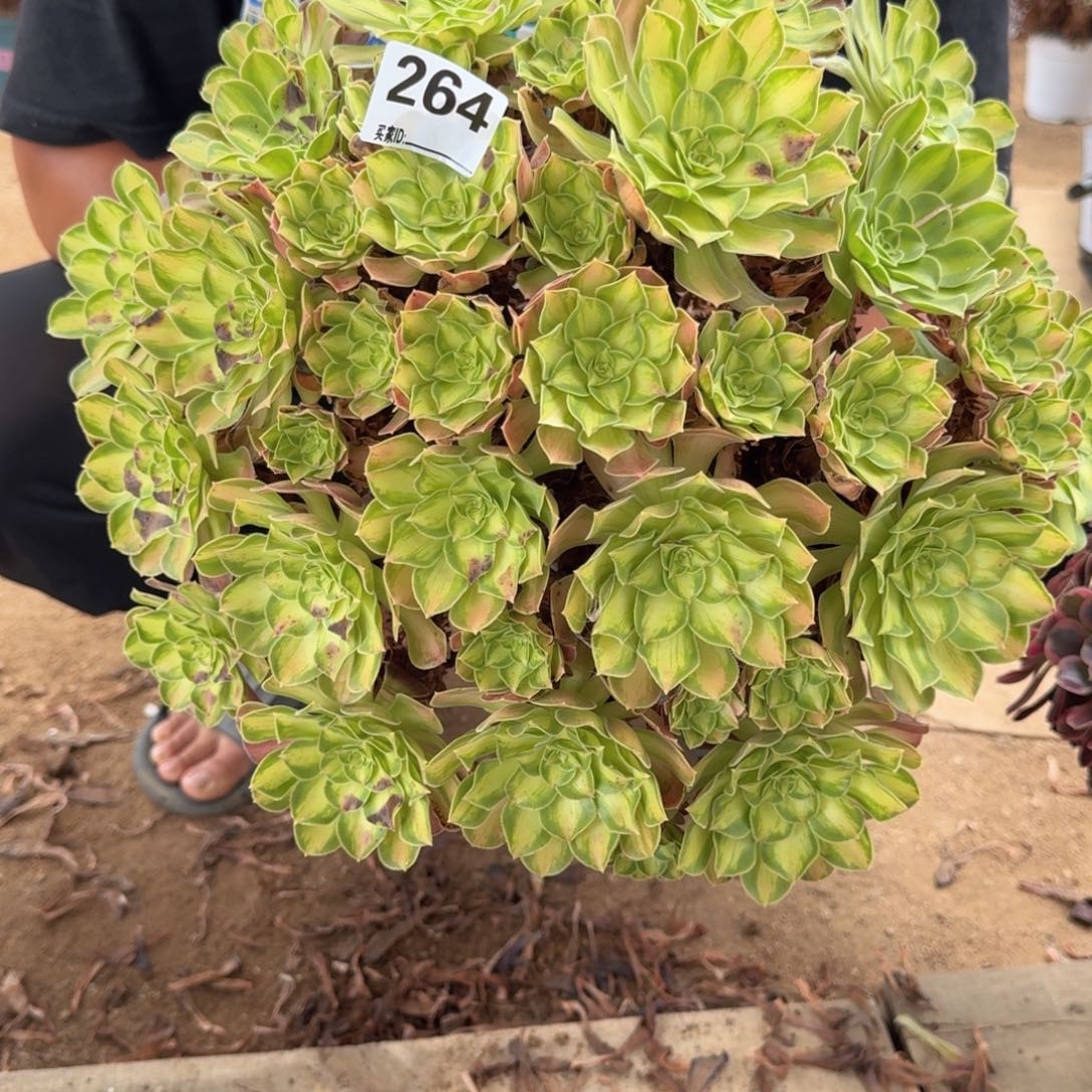 264韶华多肉植物