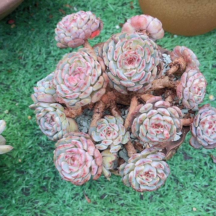 白胖子25155多肉植物