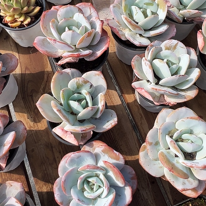 三盆           奶茶   