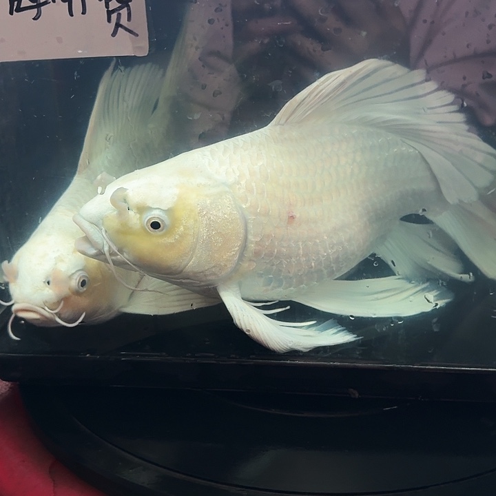 蝴蝶鲤鱼蝴蝶鲤包邮40不售后