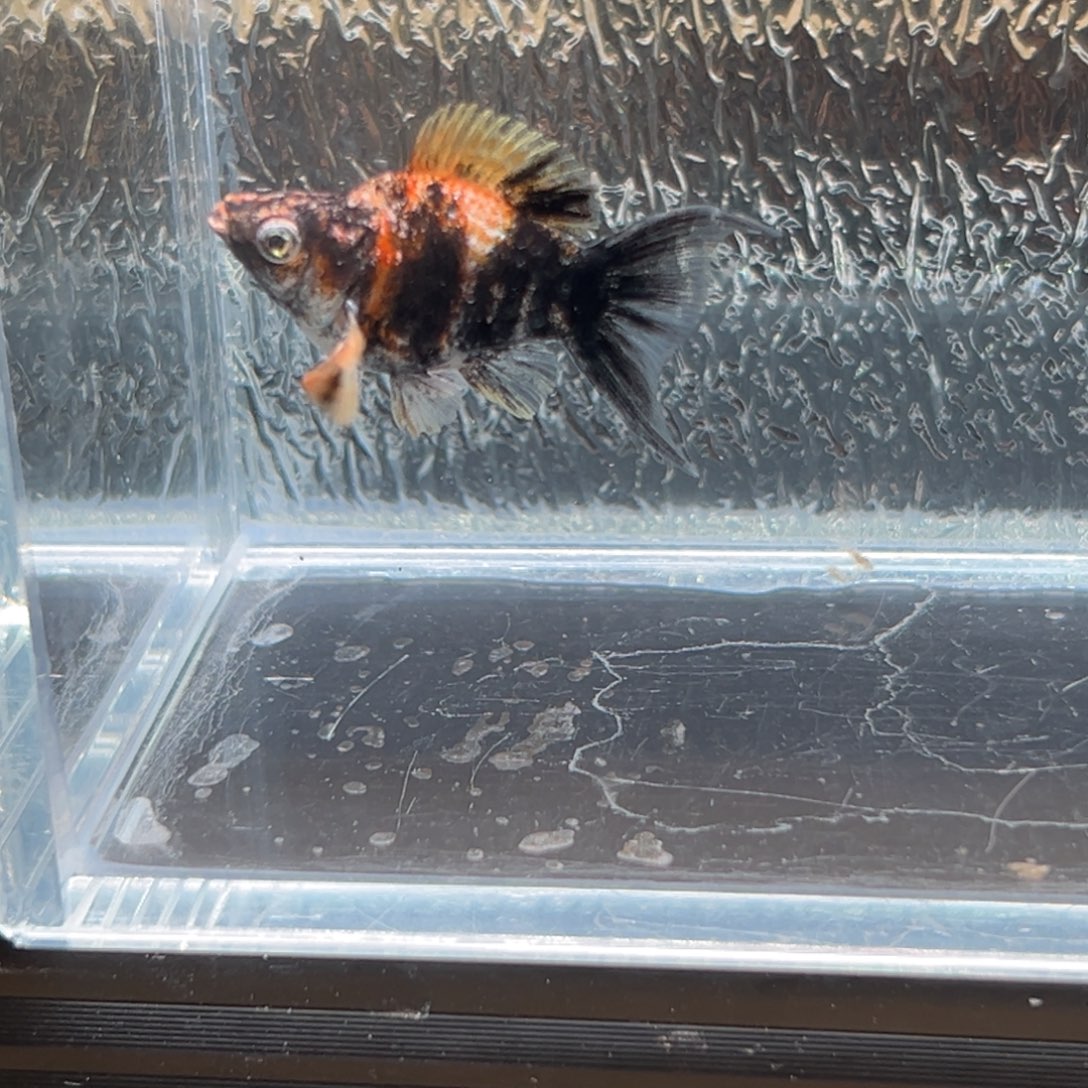 孔雀鱼玛丽鱼一条橙头虎母