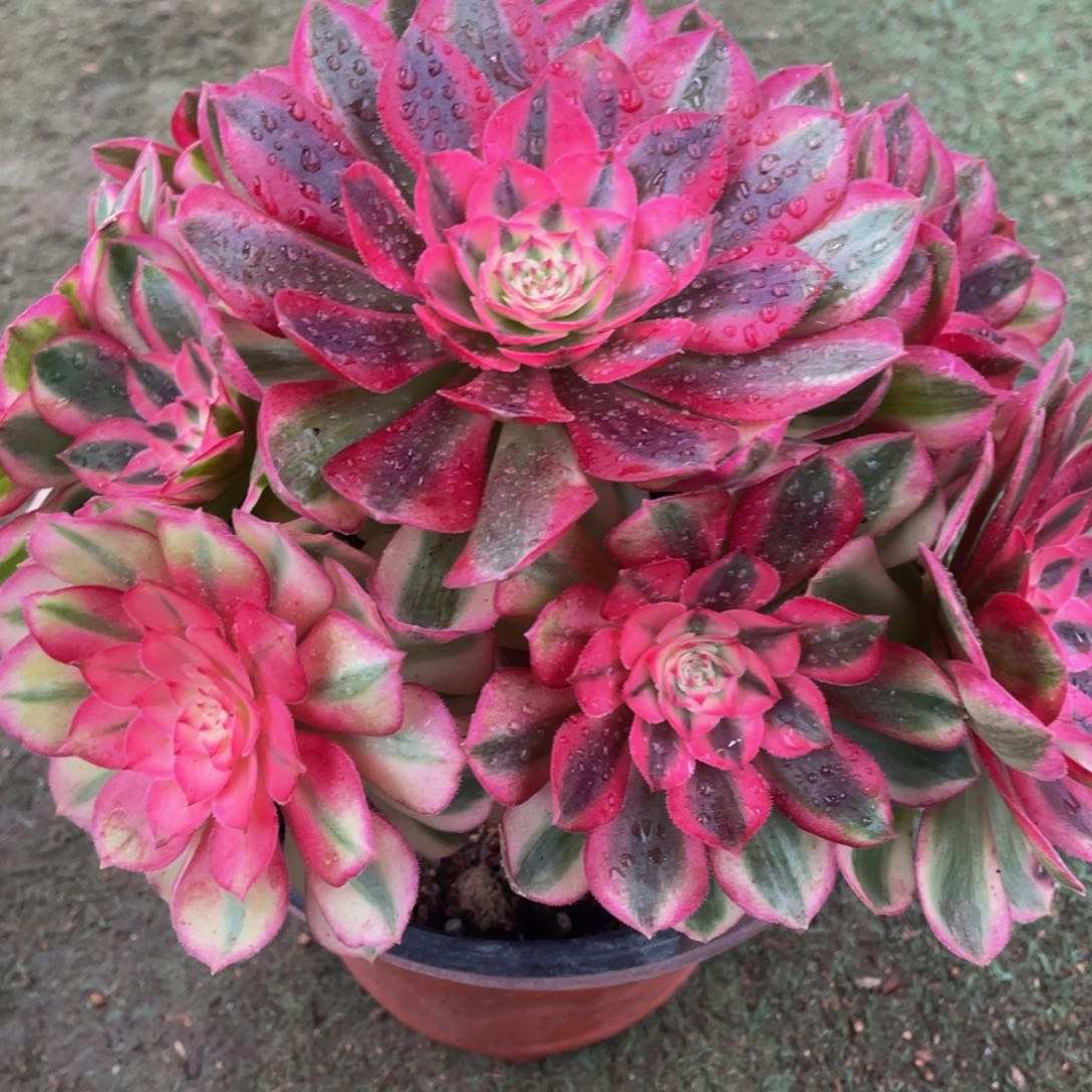 737倾城精品法师老桩