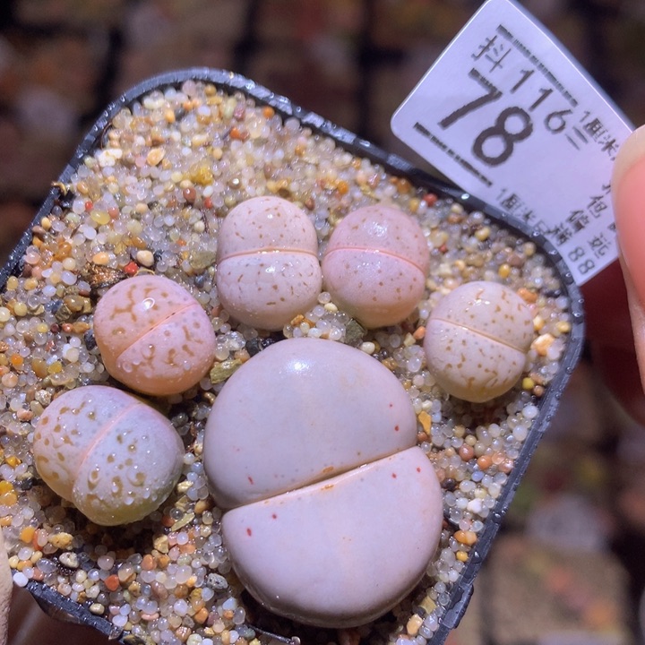 精品生石花116.78