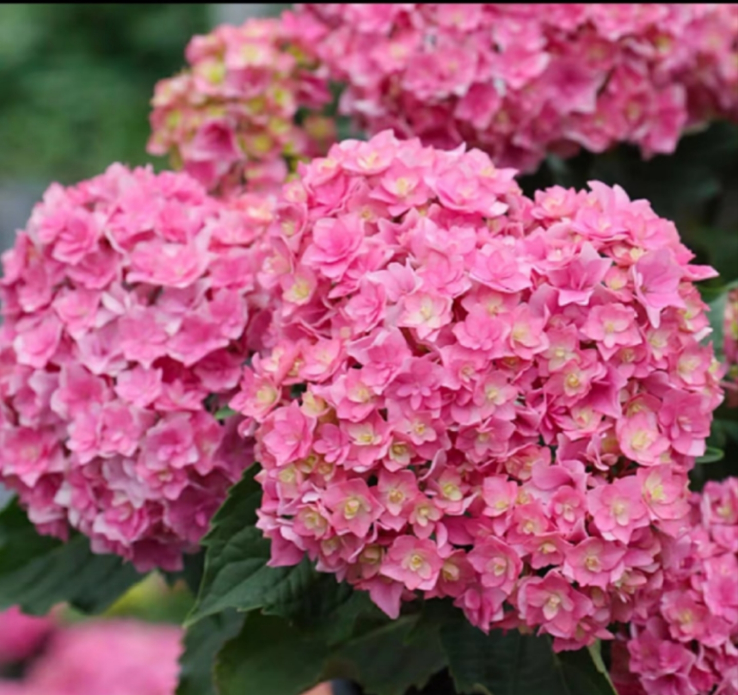 【你我一起】爆款绣球盆栽 2加仑