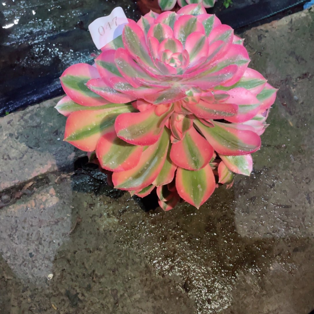 多肉植物女巫047