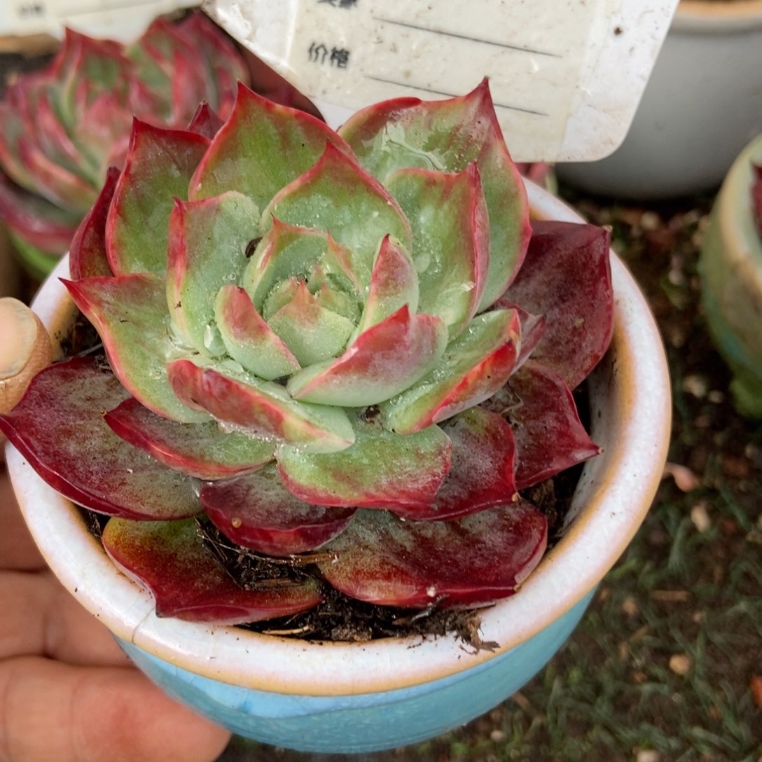 惊鸿一瞥754岁生日多肉