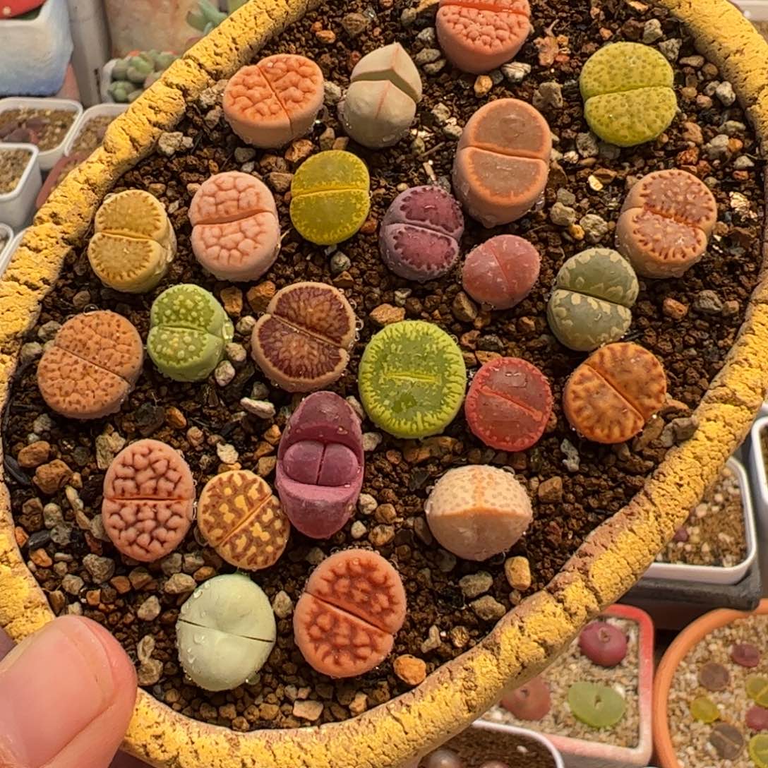 172不含盆多肉花盆