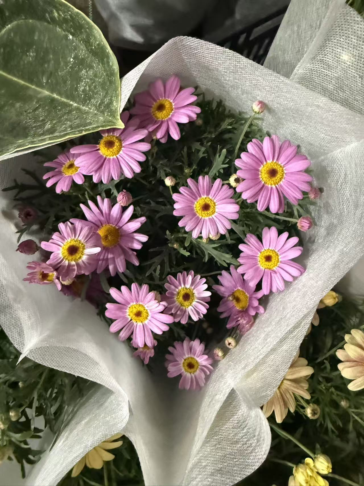 黄色玛格丽特带花带花苞发货