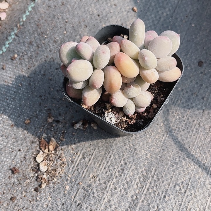 291密密麻麻密密麻麻